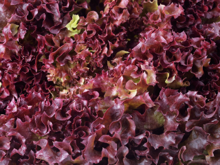 Bio Kopfsalat rot