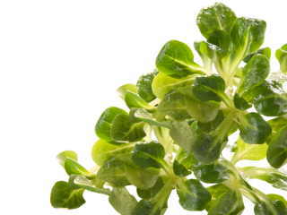 Nüssli gestellt /kg offen