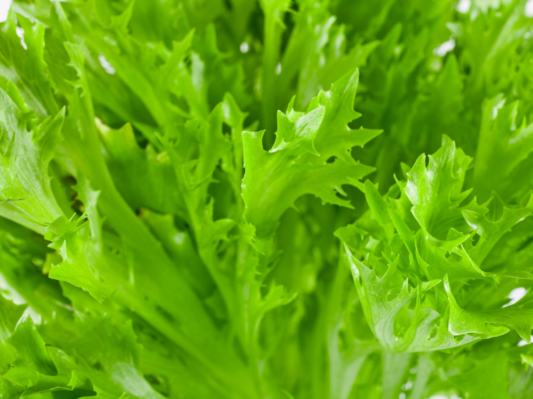 Bio Salanova Crispy grün