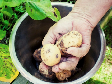 Bio Kartoffeln 1kg