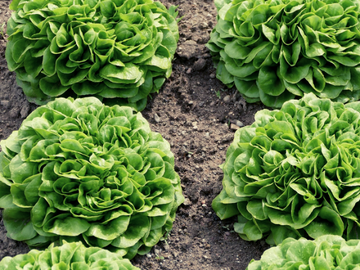 Bio Salat Eichblatt