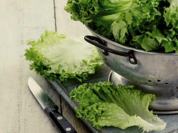Bio Salat Eisberg per Stück