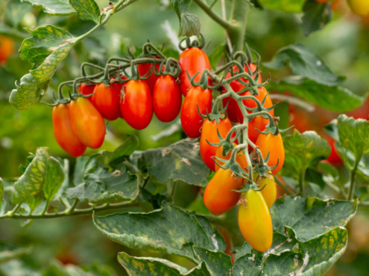 Bio Datterino