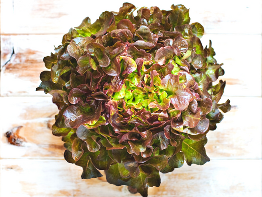 Bio Salat Eichblatt rot per Stk