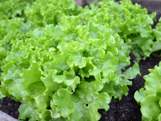Grüner Salat