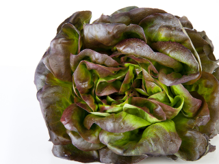 Kopfsalat rot 8 Stück/Ifco