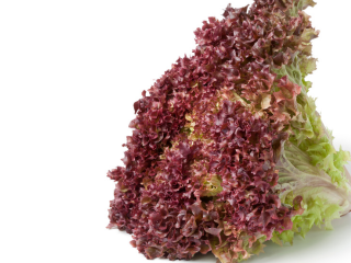 Lollo rot /3 kg offen