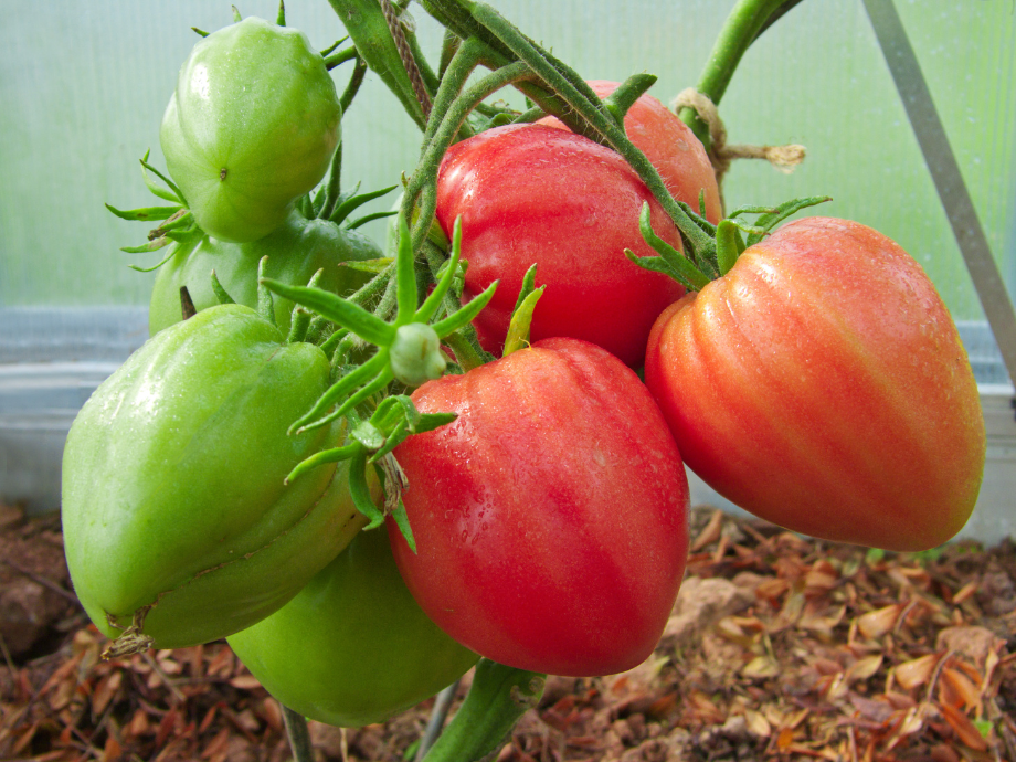 Bio Tomaten Ochsenherz 500g