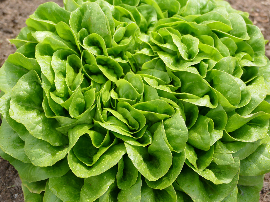 Bio Salat Salanova per Stück