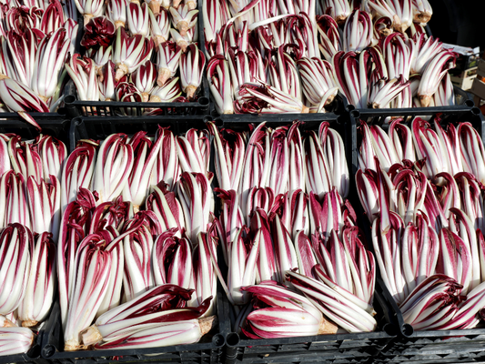 Bio Salat Trevisano Stk