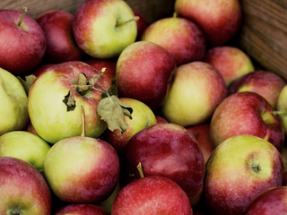 Äpfel Gravensteiner 1 kg