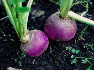 Bio Räben per Stück