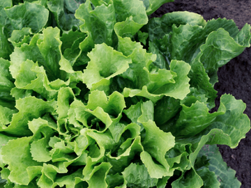 Bio Salat Endivien per Stück